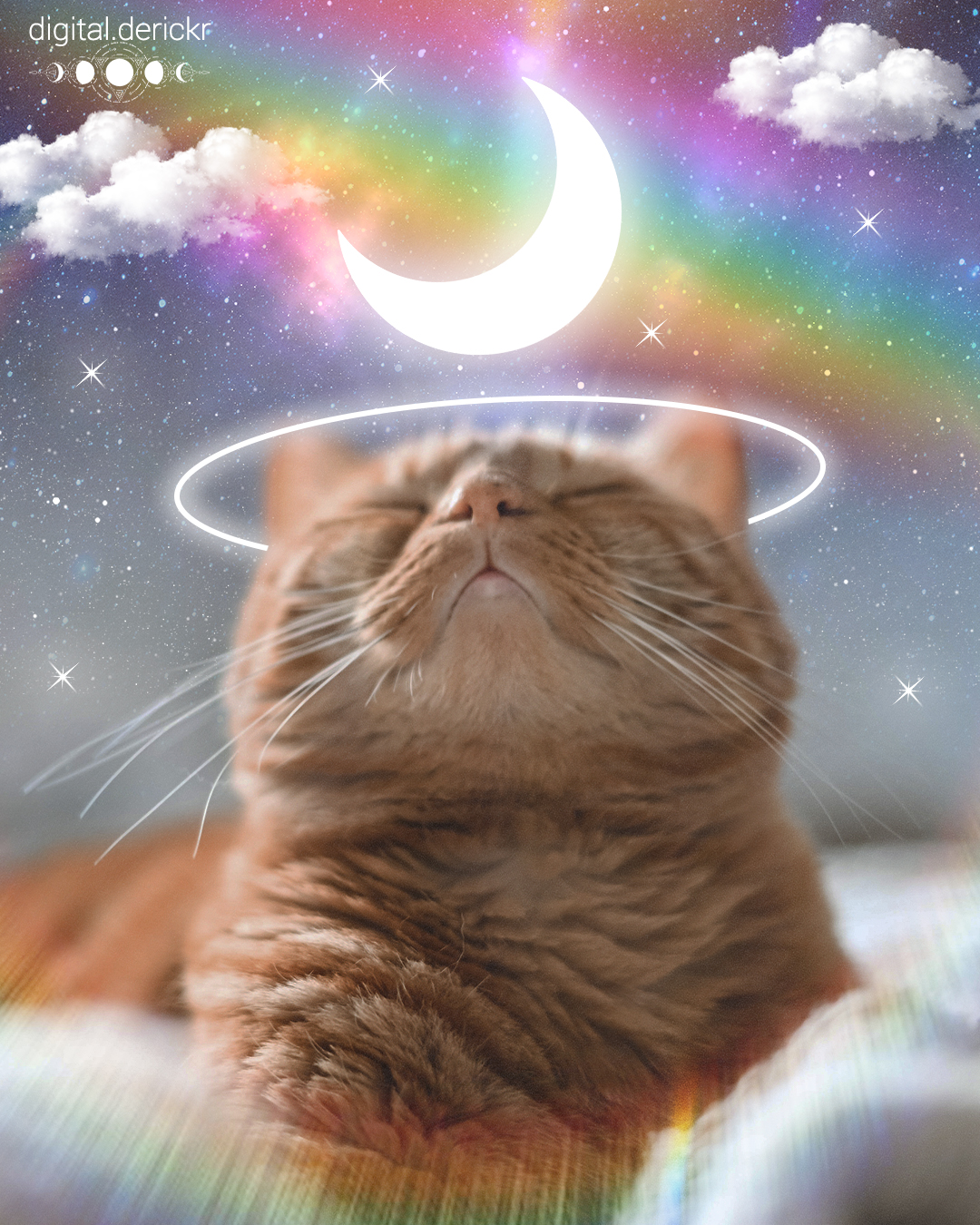 A Cat