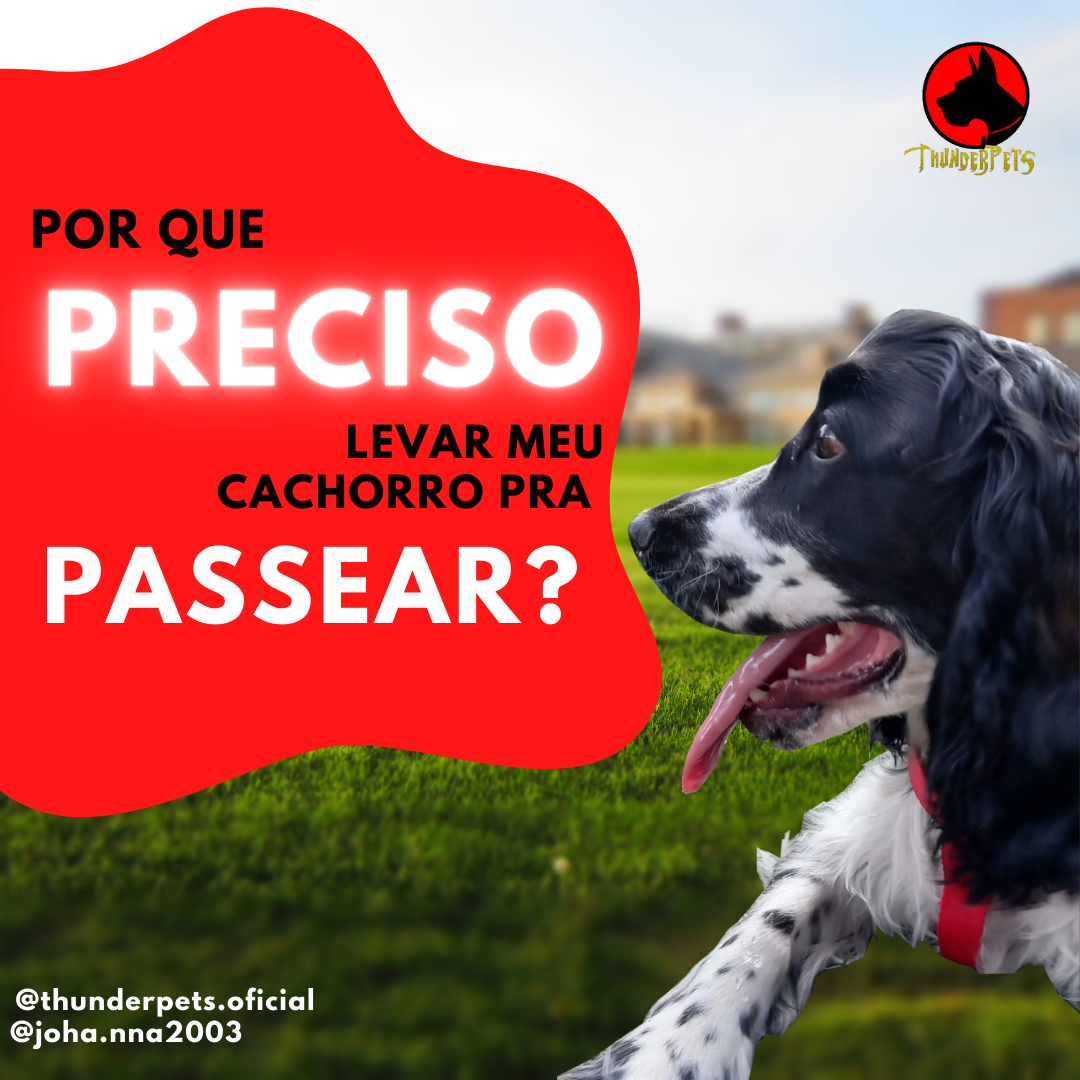 Postagem Instagram - Pet Shop