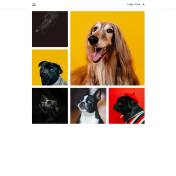 Dogs - Rede social para cachorros