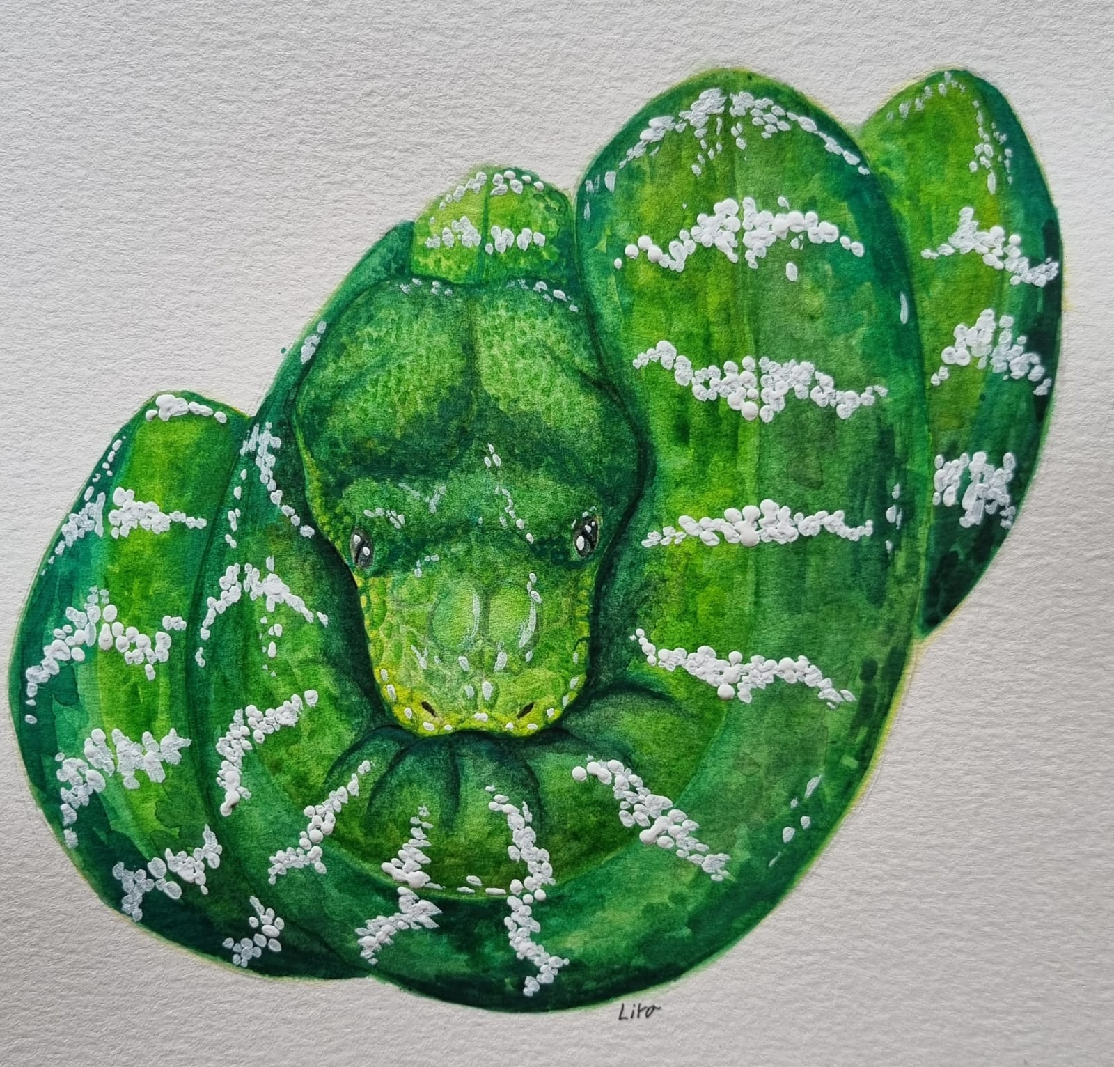 Cobra papagaio