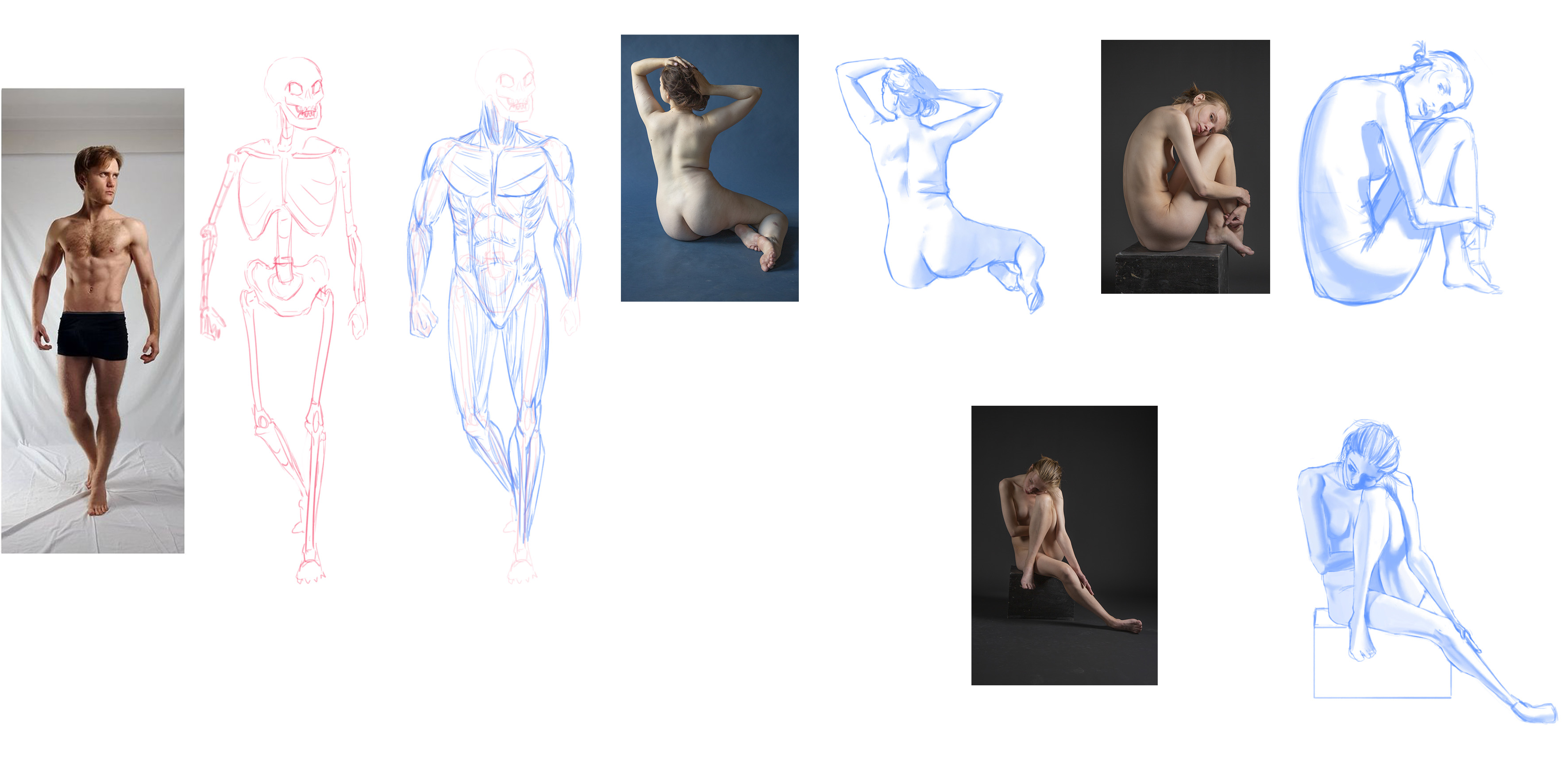 Anatomy Study
