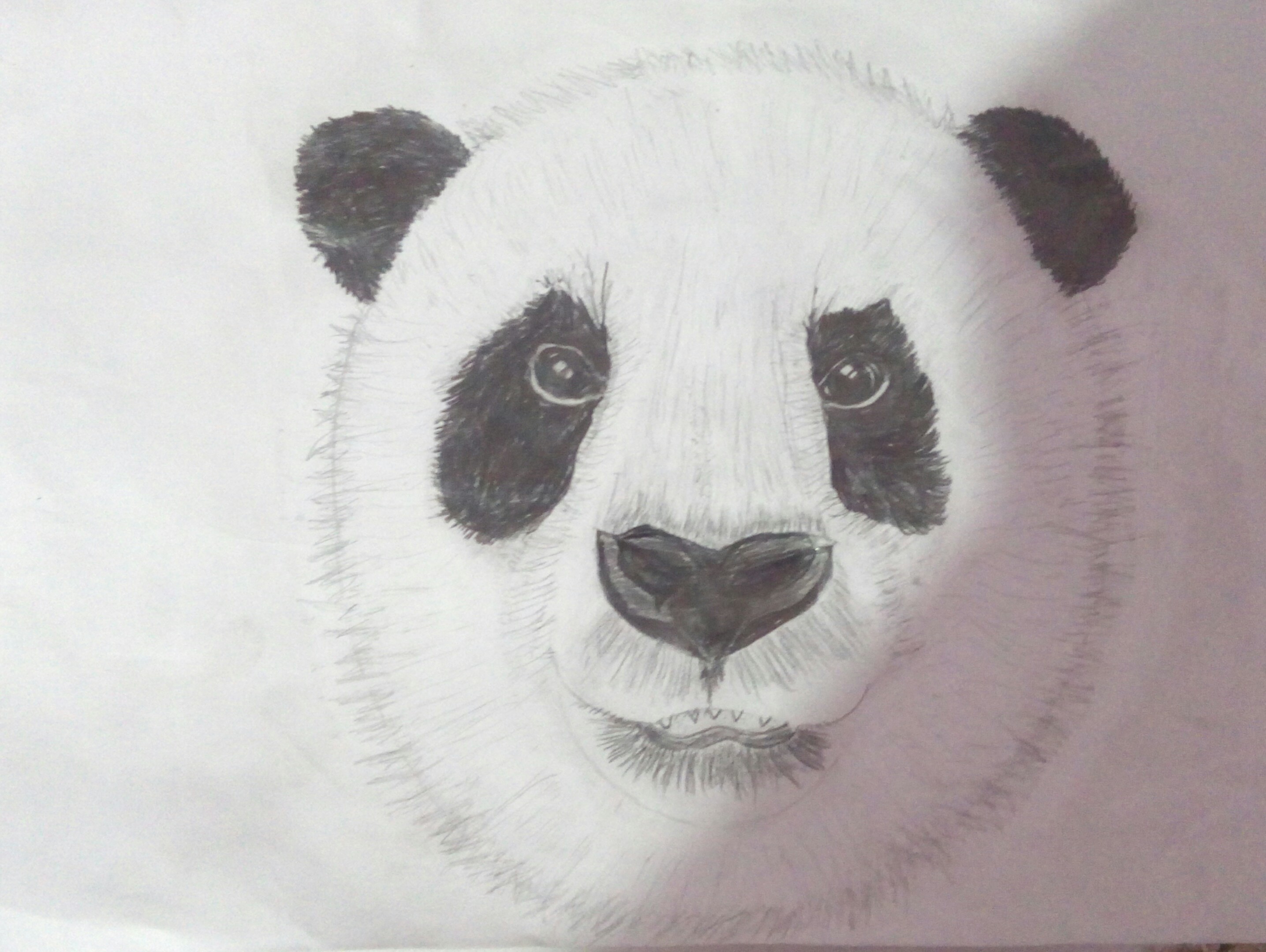 Urso panda