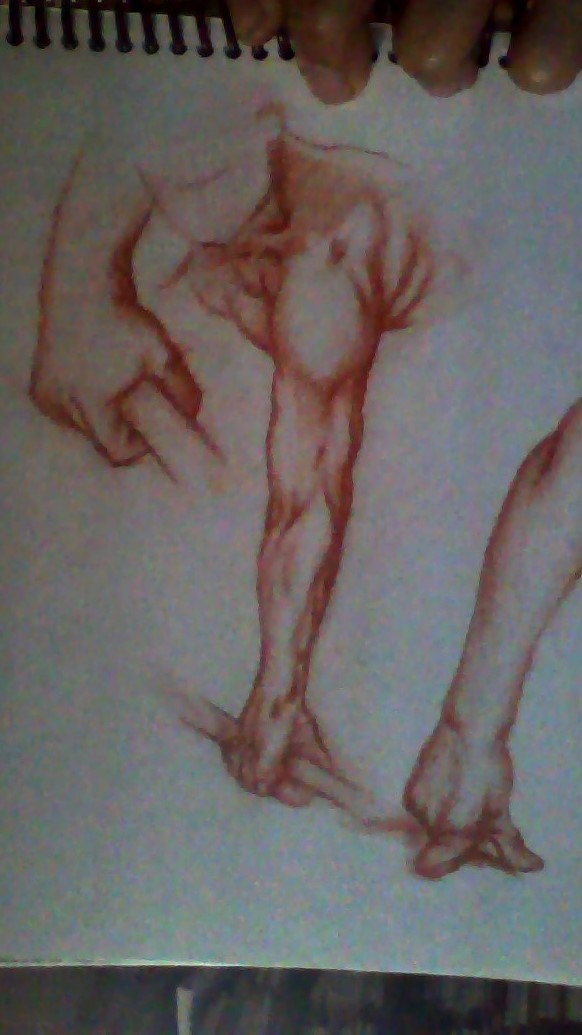 Estudos de anatomia