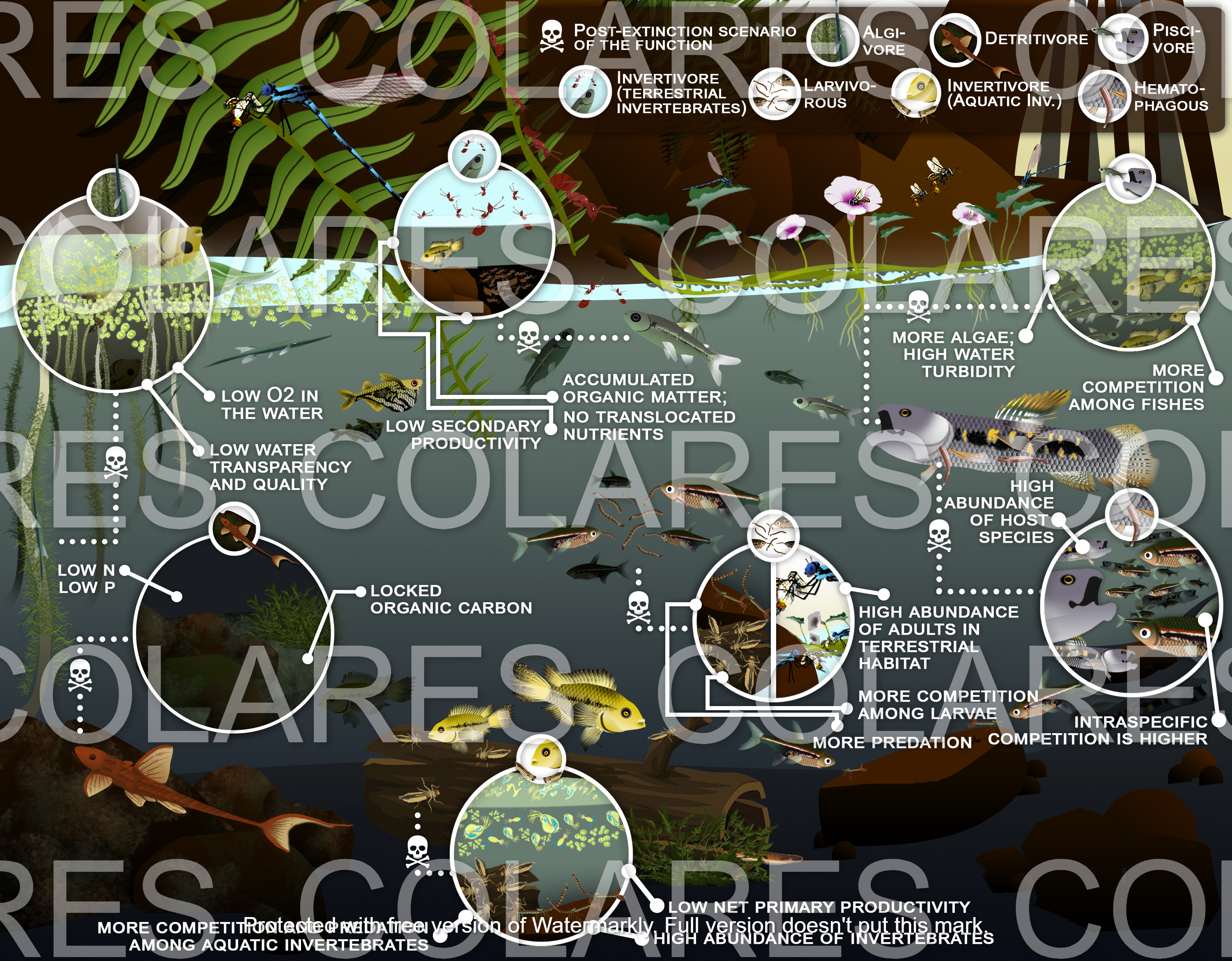 Ilustração Cientifica